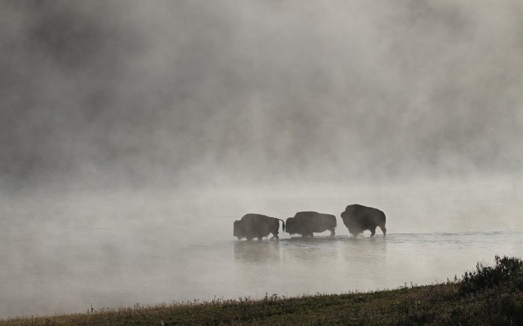 American Bison Theme screenshot #5