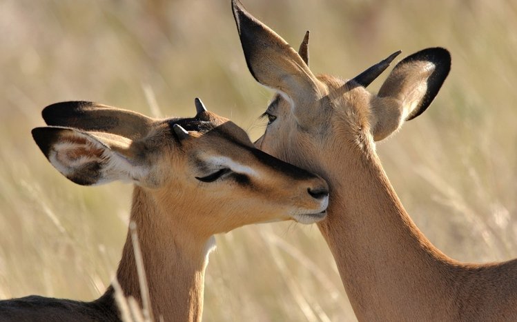 Antelope Theme screenshot #10