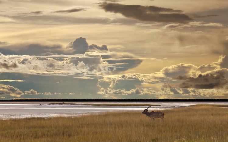 Antelope Theme screenshot #1