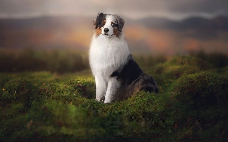 Australian Shepherd Theme screenshot #12