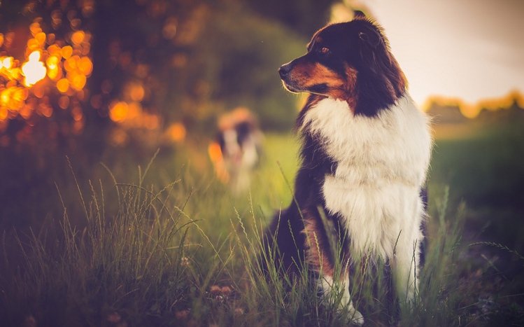 Australian Shepherd Theme screenshot #9