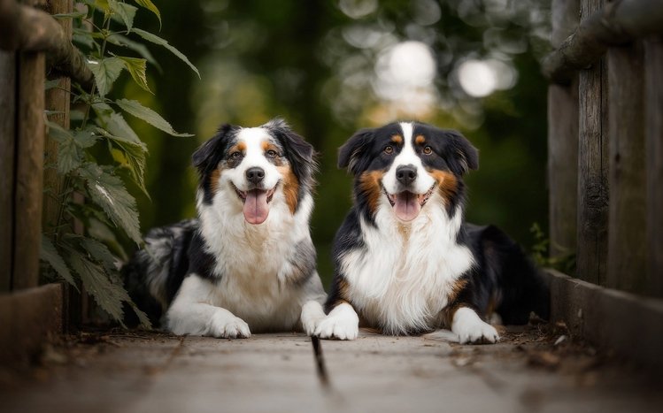 Australian Shepherd Windows 11/10 Theme - themepack.me