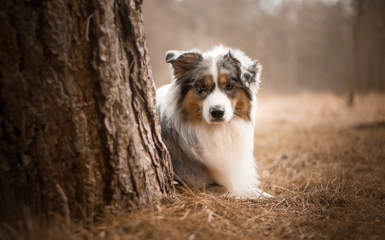 Australian Shepherd Theme screenshot #7