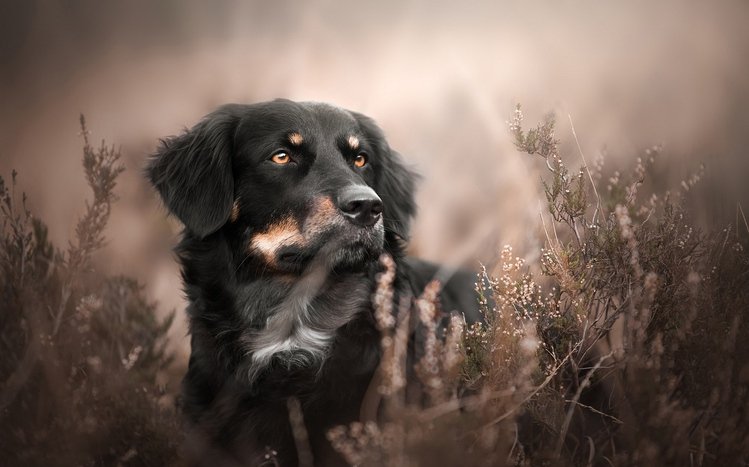 Australian Shepherd Theme screenshot #10