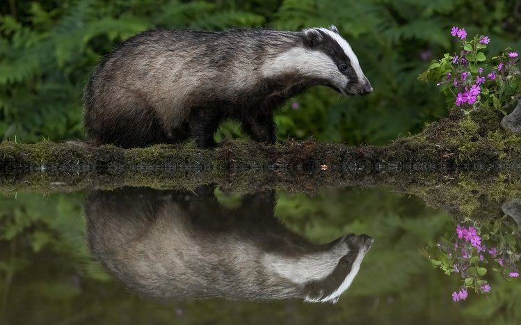 Badger Theme screenshot #10