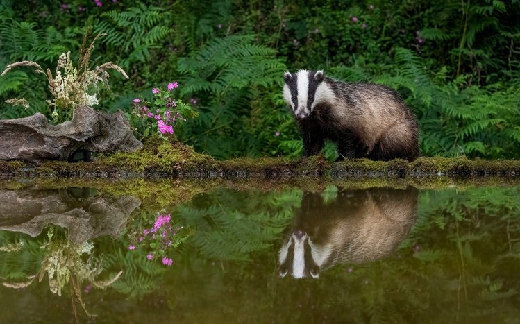 Badger Theme screenshot #7