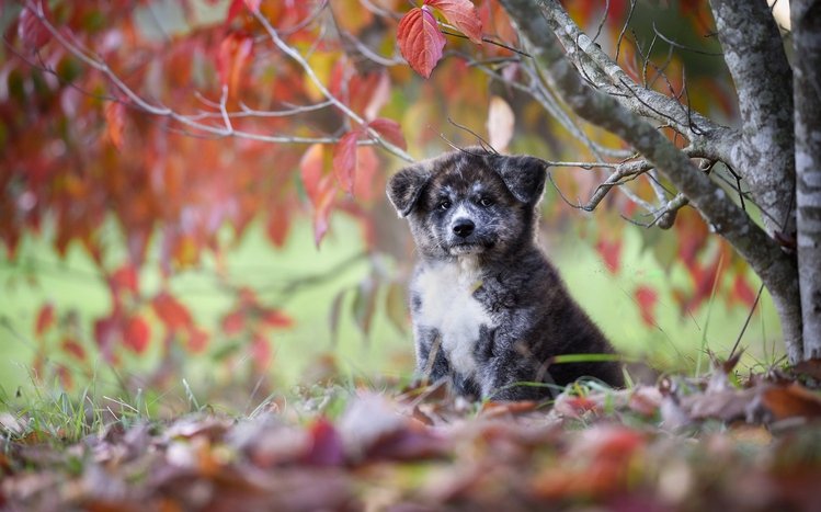 Akita Theme screenshot #6