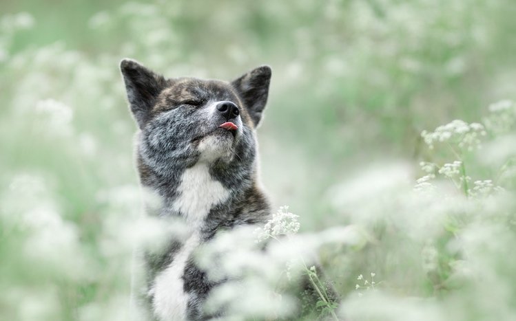 Akita Theme screenshot #12