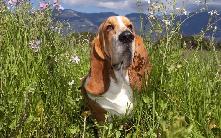 Basset Hound Theme screenshot #1