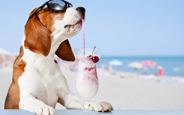 Basset Hound Theme screenshot #7