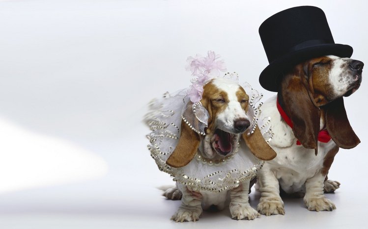 Basset hound hotsell dressed up