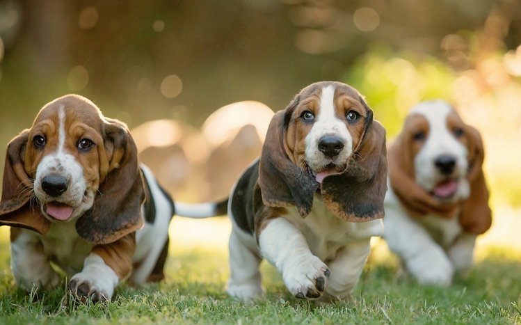 Basset Hound Theme screenshot #4