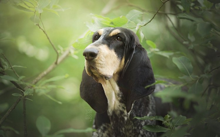 Basset Hound Theme screenshot #12