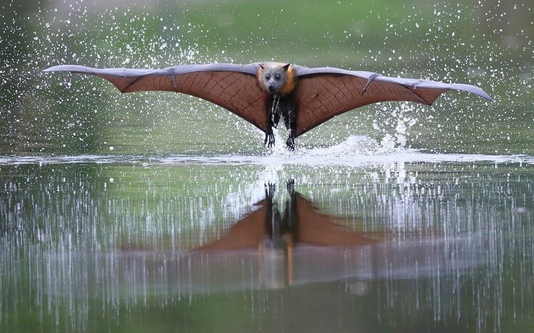 Bat Theme screenshot #8