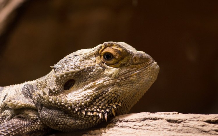 Bearded Dragon Theme screenshot #6