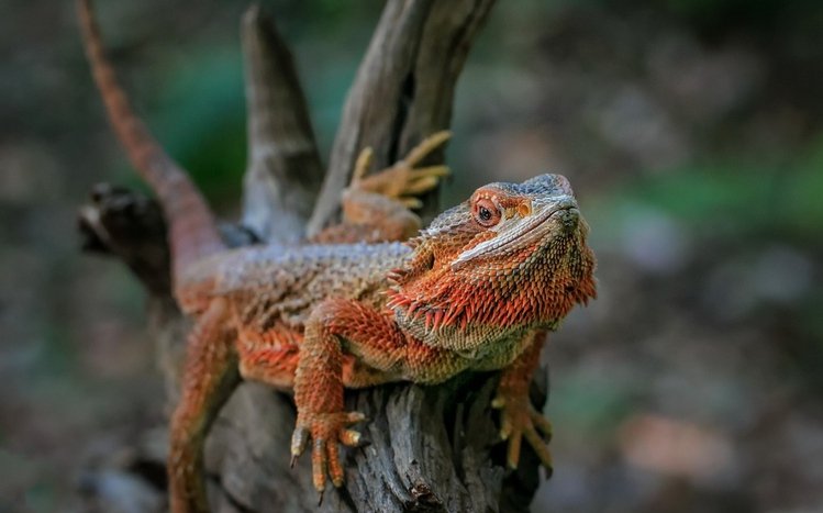 Bearded Dragon Theme screenshot #8