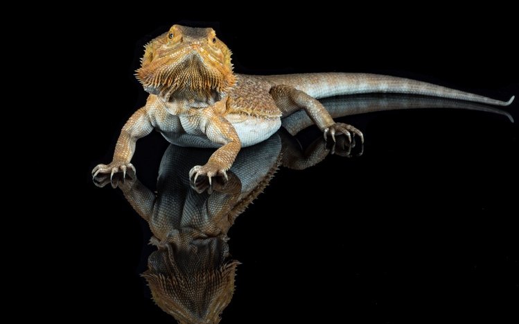 Bearded Dragon Theme screenshot #11