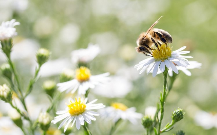 Bee Theme screenshot #6