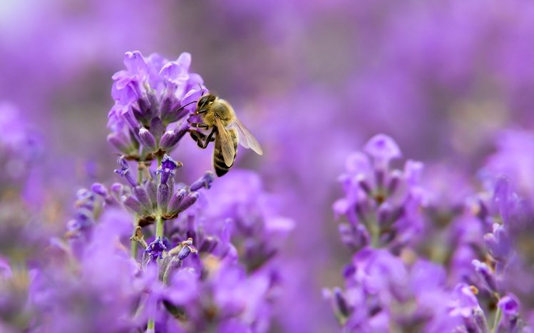 Bee Theme screenshot #13