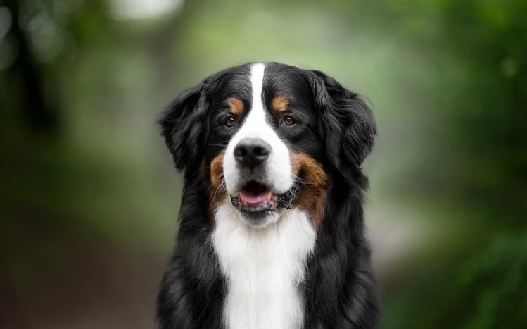 Bernese Mountain Theme screenshot #8