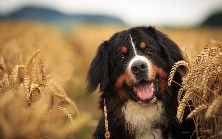 Bernese Mountain Theme screenshot #3