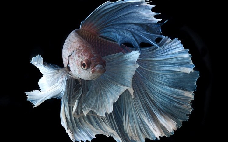 Betta Fish Windows 11/10 Theme - themepack.me