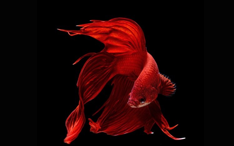 Betta Fish Theme screenshot #10