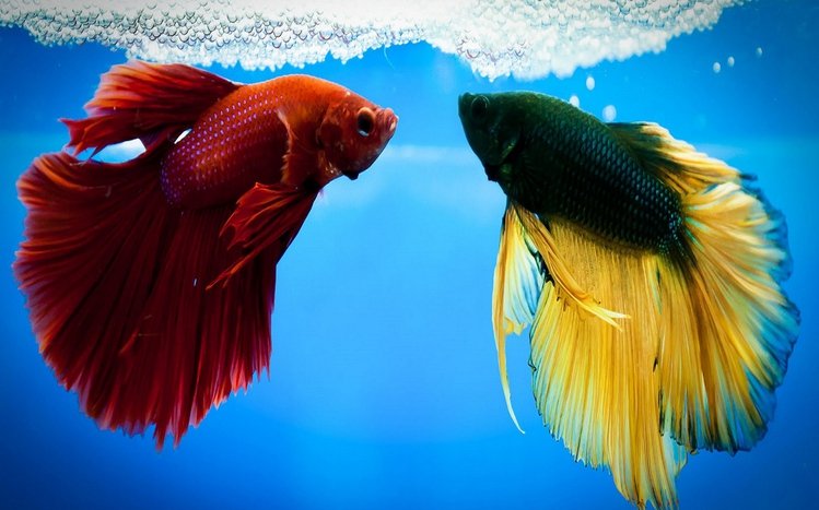 Betta Fish Theme screenshot #6