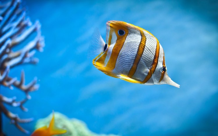 Butterflyfish Theme screenshot #10