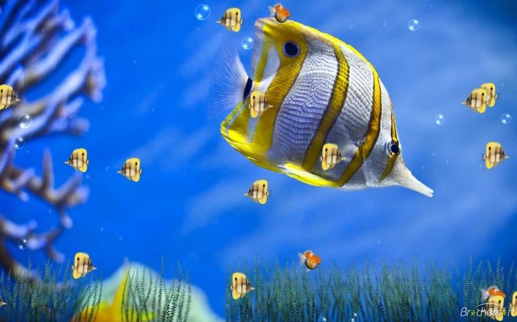 Butterflyfish Theme screenshot #13