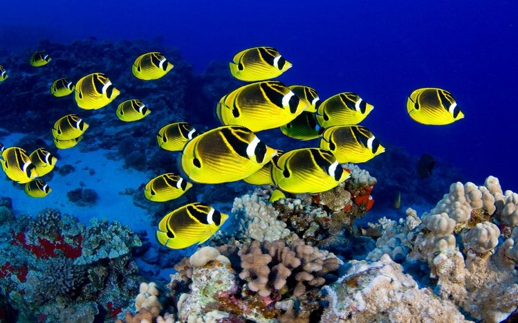 Butterflyfish Theme screenshot #6