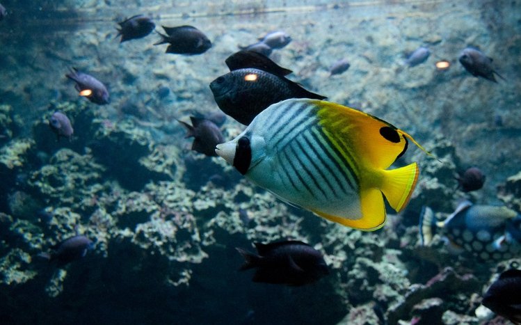 Butterflyfish Theme screenshot #14