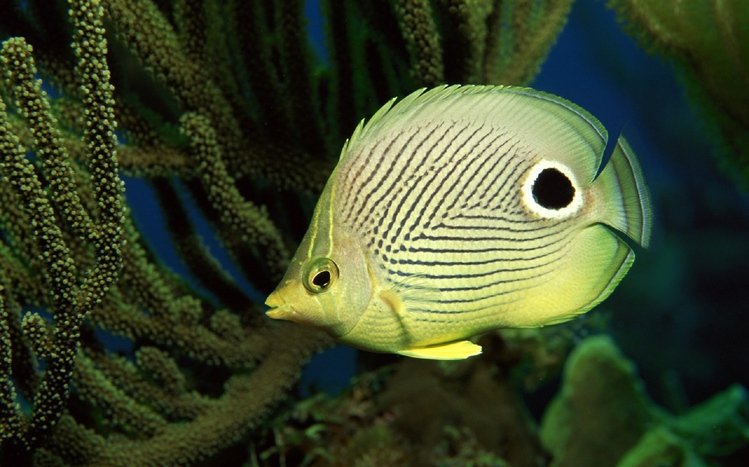 Butterflyfish Theme screenshot #7