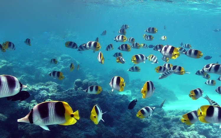 Butterflyfish Theme screenshot #11