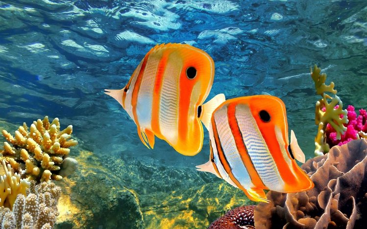 Butterflyfish Theme screenshot #15