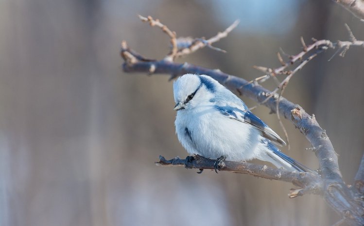 Best Toronto Blue Jays Chrome Themes, Desktop Wallpapers & More for True  Fans