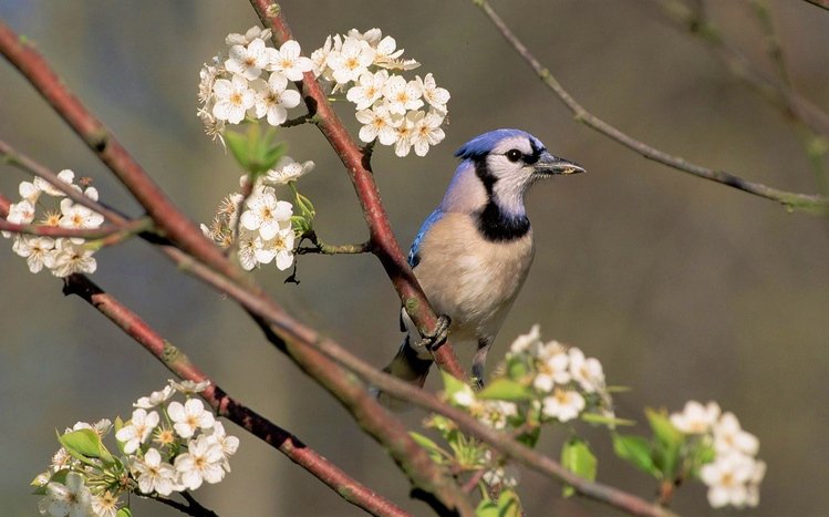 Blue Jay Theme screenshot #11