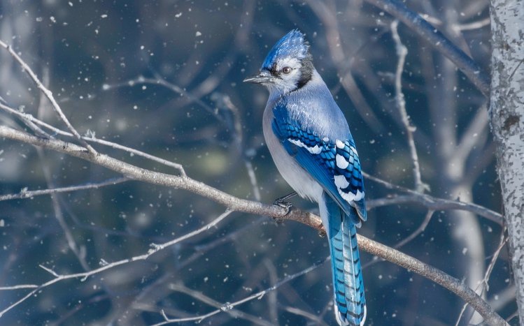 Blue Jay Theme screenshot #13