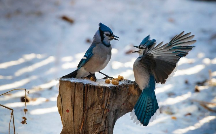 Blue Jay Theme screenshot #6