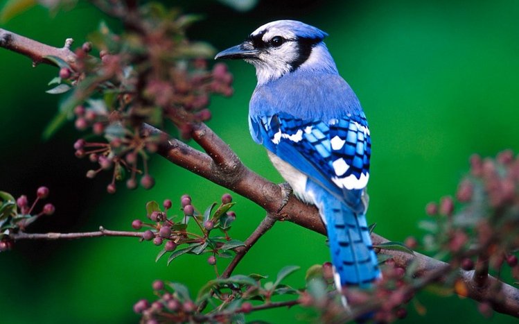 Blue Jays designs, themes, templates and downloadable graphic