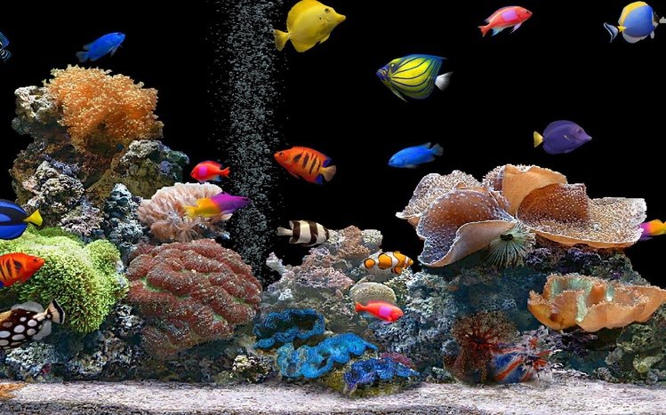 tropical fish wallpaper hd