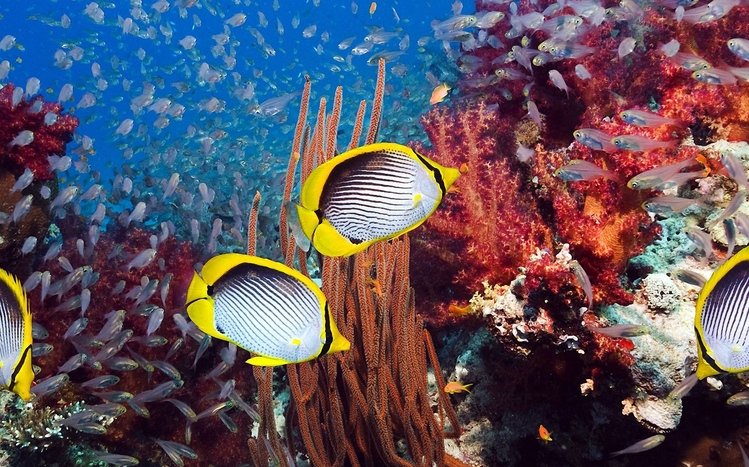 Tropical Fish Theme screenshot #5