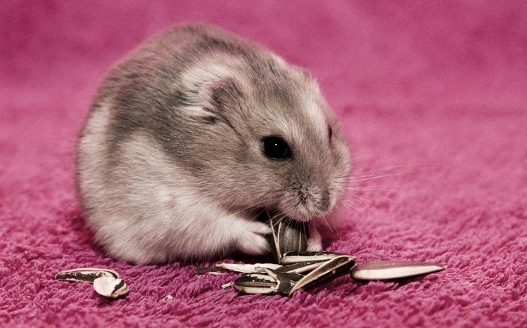 Hamster Theme screenshot #1