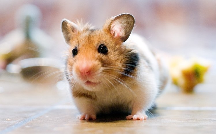 Hamster Theme screenshot #12