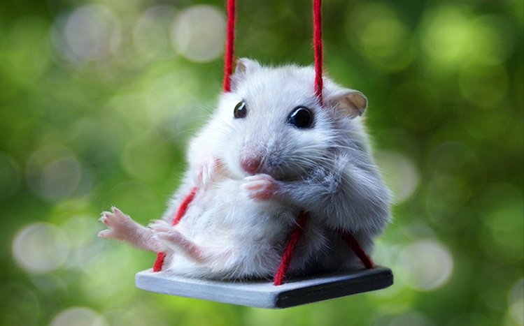 Hamster Windows 10 Theme Themepack Me
