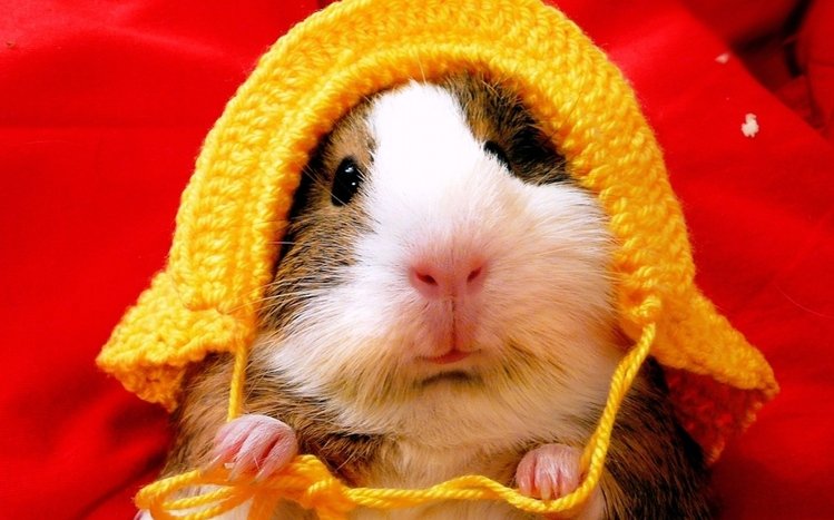 Hamster Theme screenshot #6