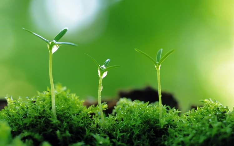 Spring Theme screenshot #13