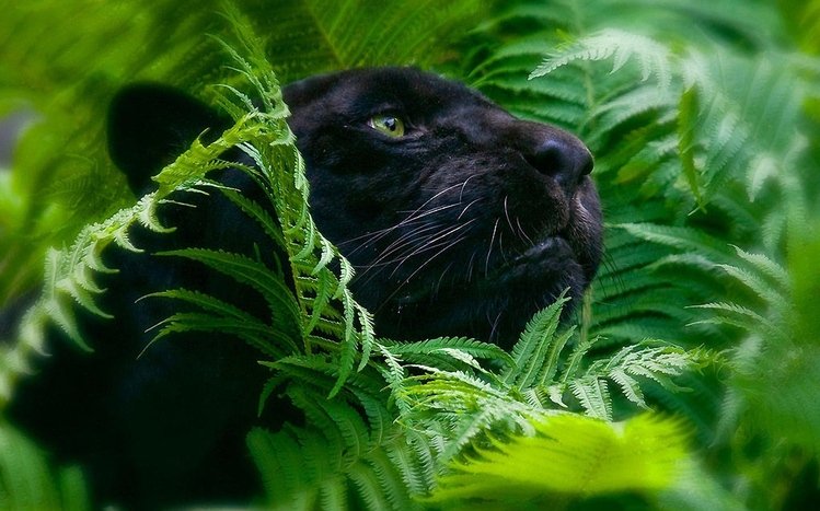 Giới thiệu cho các bạn bộ Theme Black Panther Windows 11/10 tuyệt đẹp trên trang themepack.me, sẽ làm cho màn hình của bạn thêm phần bắt mắt và đầy cá tính. Tải ngay bộ Theme Black Panther và trang trí cho máy tính của bạn trở nên độc đáo và thú vị hơn bao giờ hết.