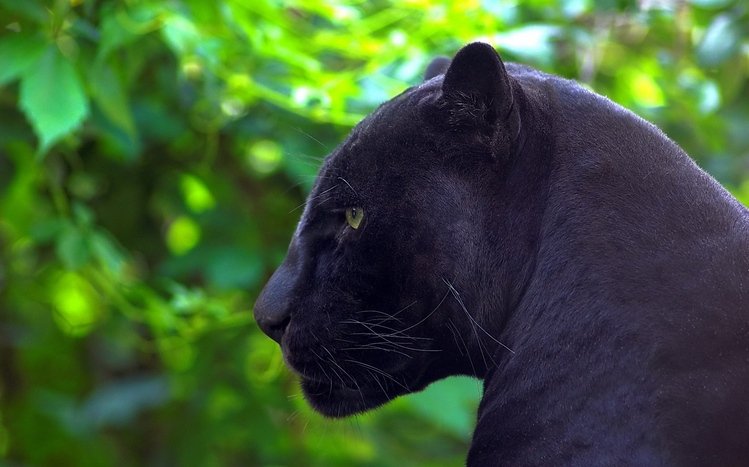 Black Panther Windows 11/10 Theme 