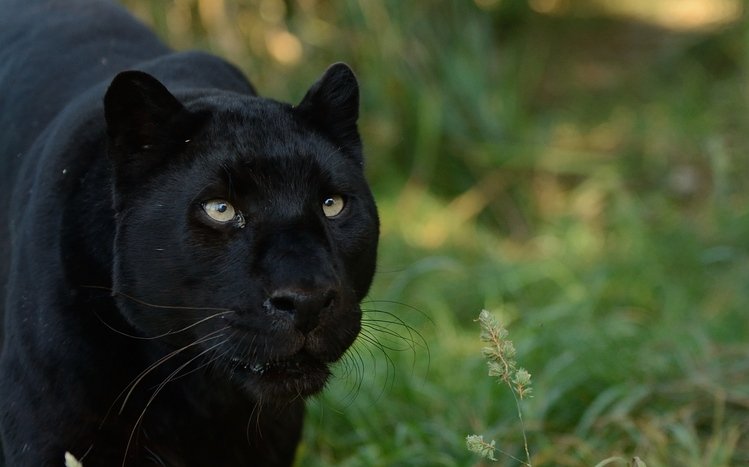 Black Panther - một con báo đen hùng mạnh và đầy uy lực. Hình ảnh này sẽ khiến bạn phải trầm trồ ngưỡng mộ vẻ đẹp hoang dã của loài vật này.